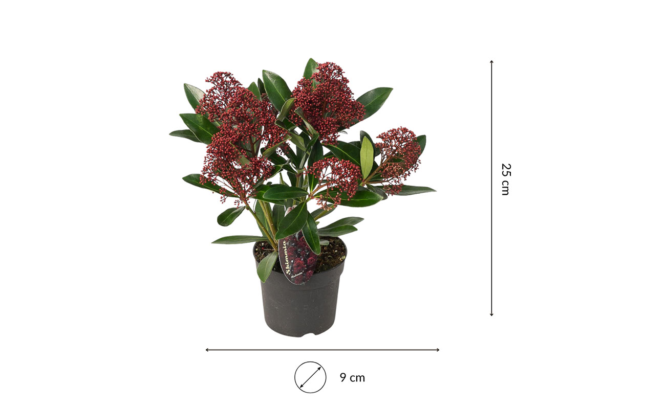 Set van 3 Skimmia Rubella (25 - 30 cm)