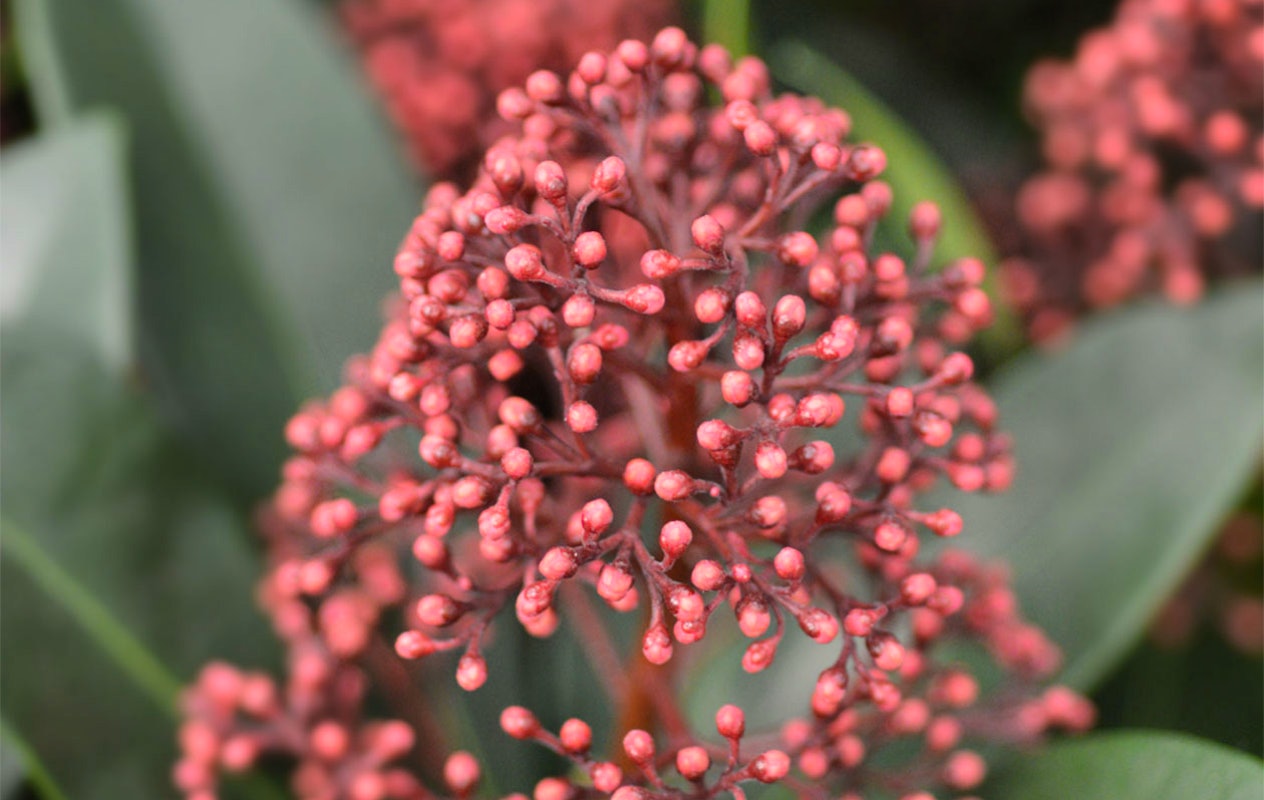Lot de 3 Skimmia Rubella (25 - 30 cm)