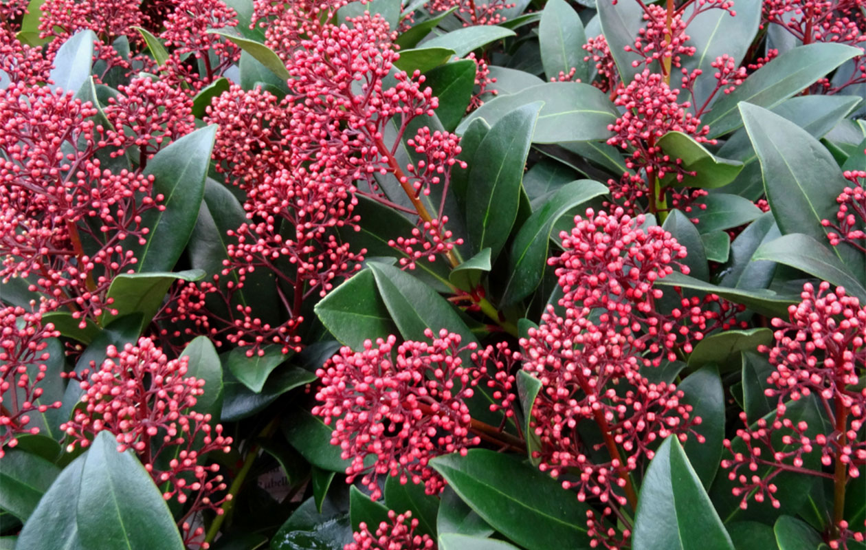Set van 3 Skimmia Rubella (25 - 30 cm)