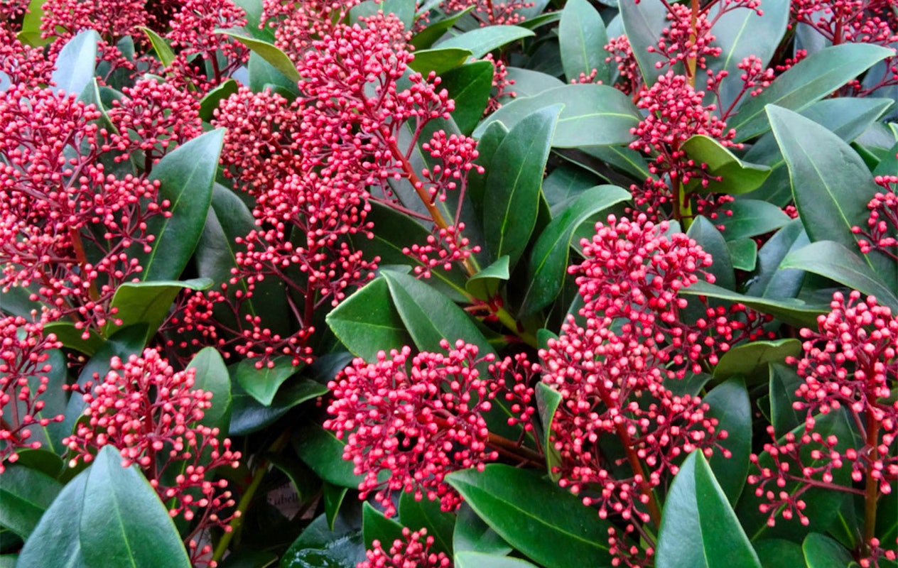 Lot de 3 Skimmia Rubella (25 - 30 cm)