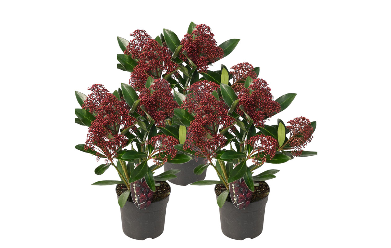 Set van 3 Skimmia Rubella (25 - 30 cm)