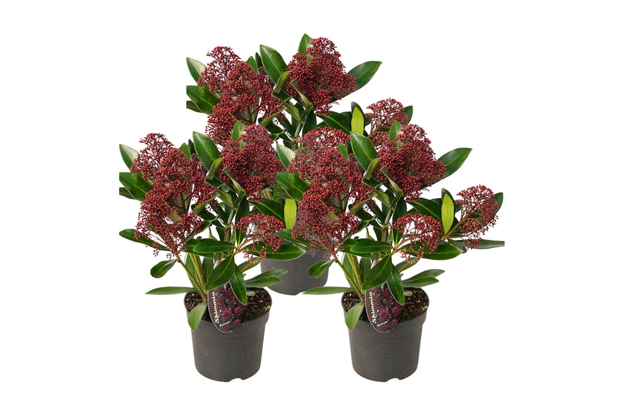 Lot de 3 Skimmia Rubella (25 - 30 cm)