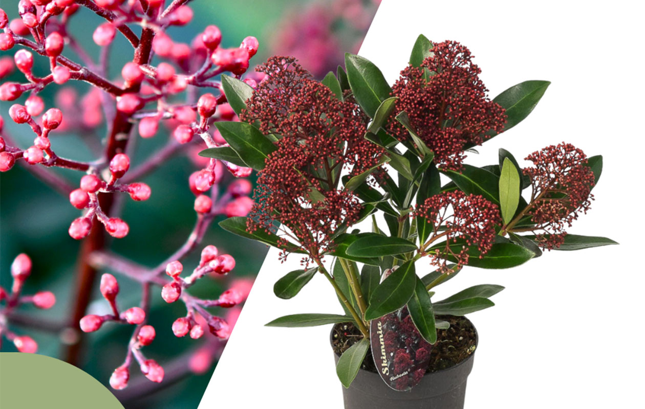Set van 3 Skimmia Rubella (25 - 30 cm)