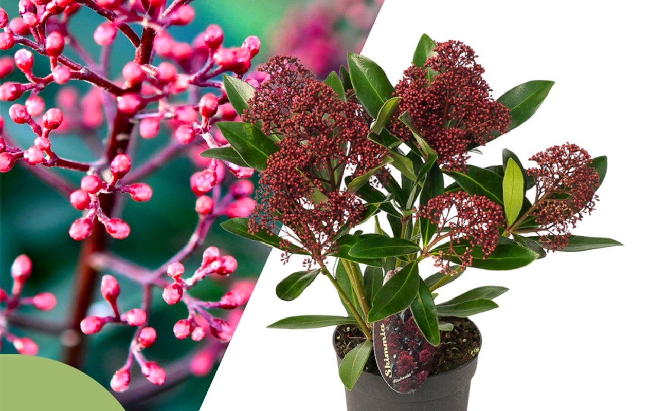 Lot de 3 Skimmia Rubella (25 - 30 cm)