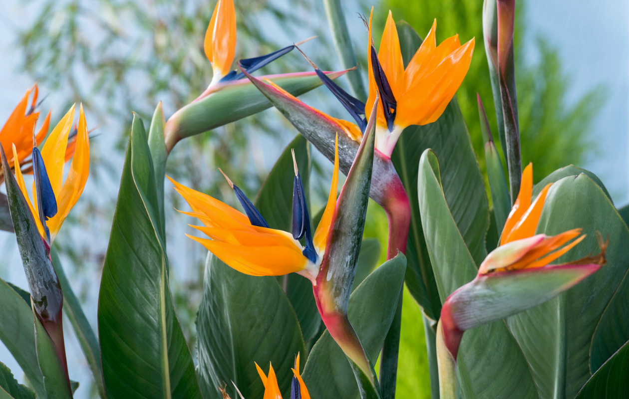 Set van 3 Strelitzia’s