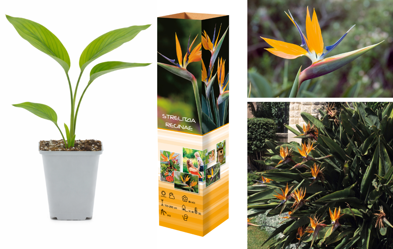 Set van 3 Strelitzia’s