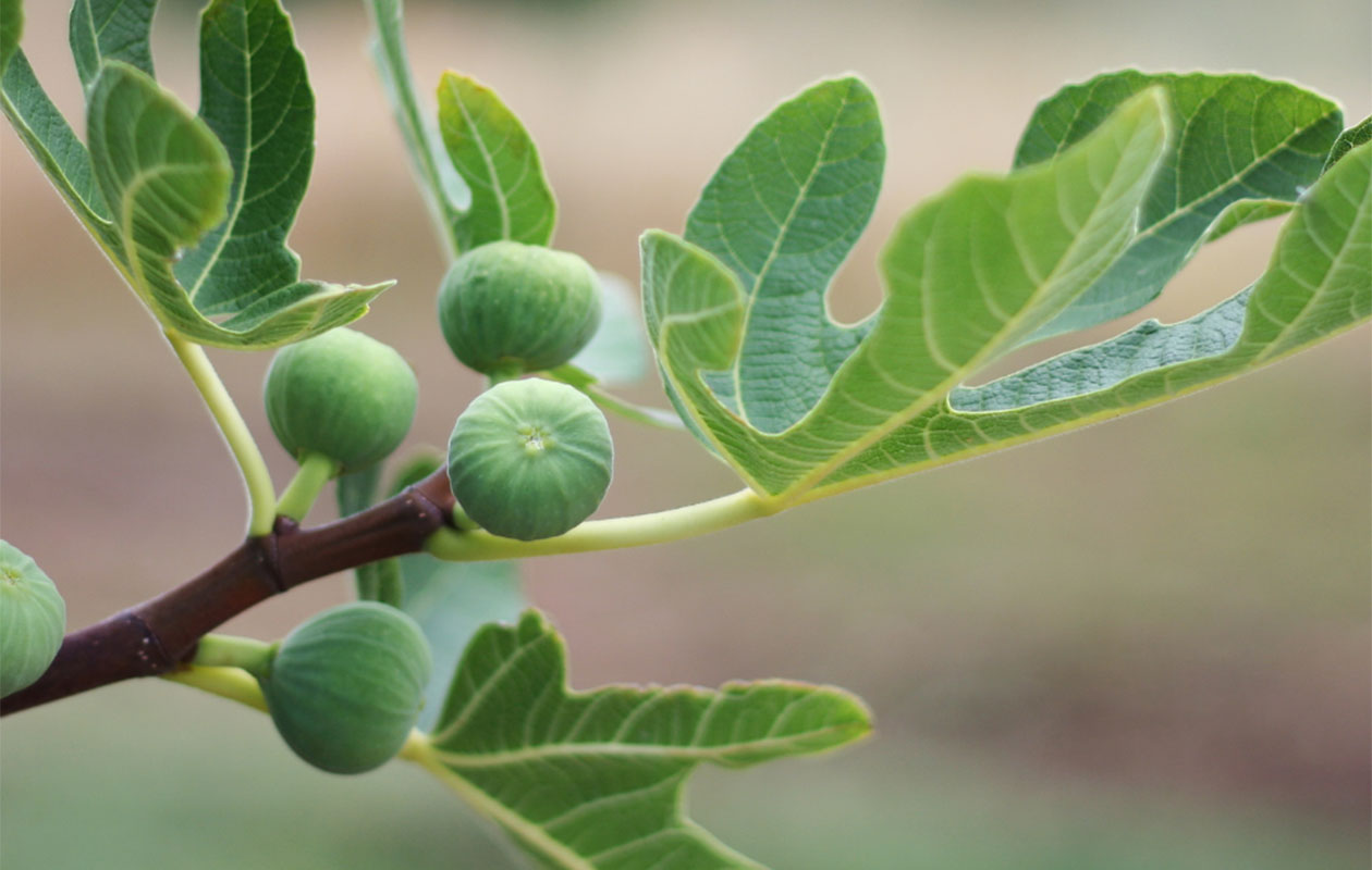 Set van 3 Vijgenbomen
