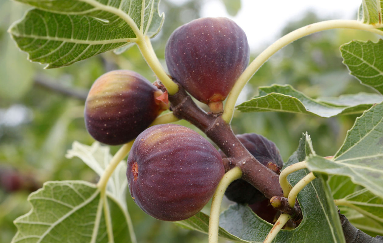 Set van 3 Vijgenbomen