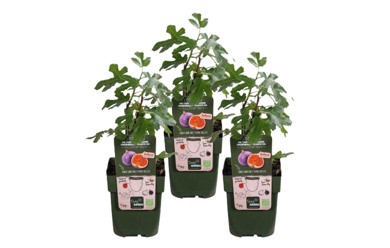 Set van 3 Vijgenbomen