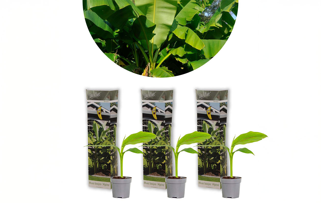 Lot de 3 bananiers rustiques (25-40cm)