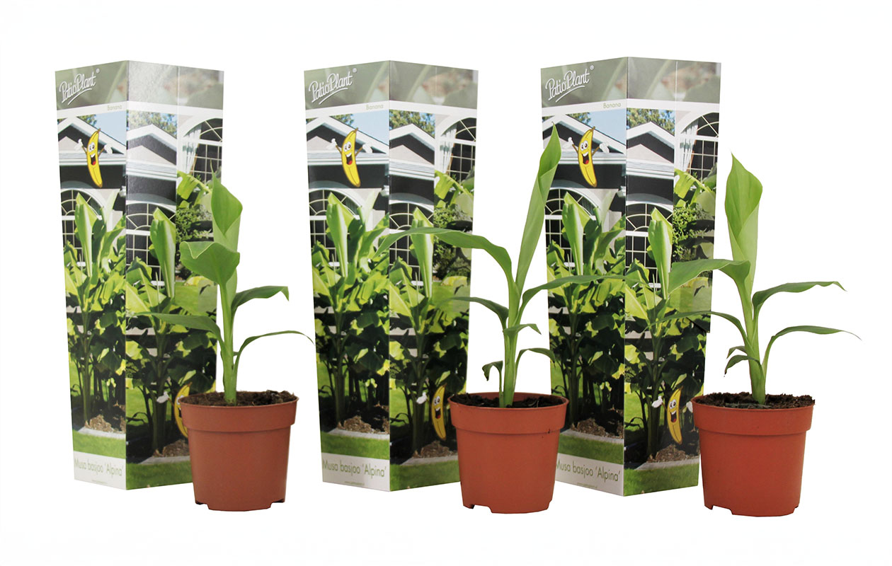 Lot de 3 bananiers rustiques (25-40cm)