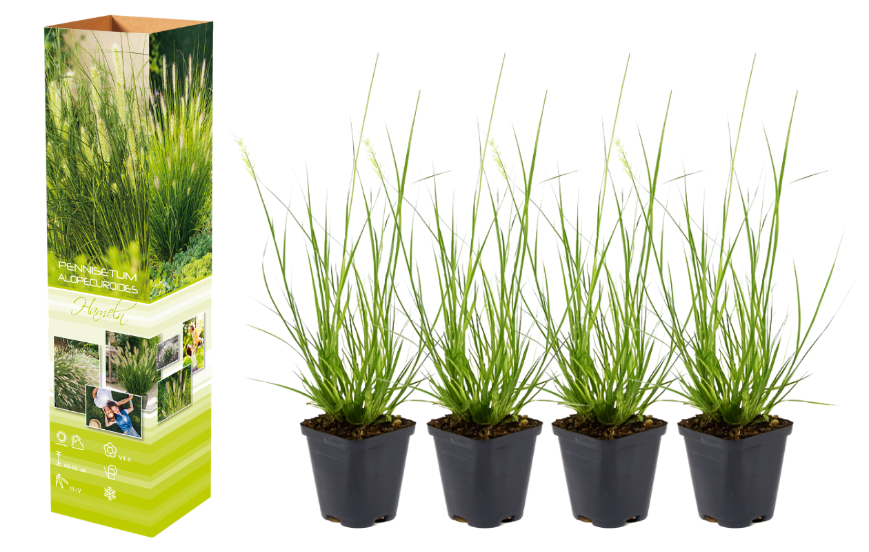 Set van 4 Lampenpoetsersgras planten 