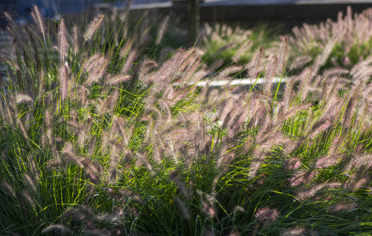 Set van 4 Lampenpoetsersgras planten 