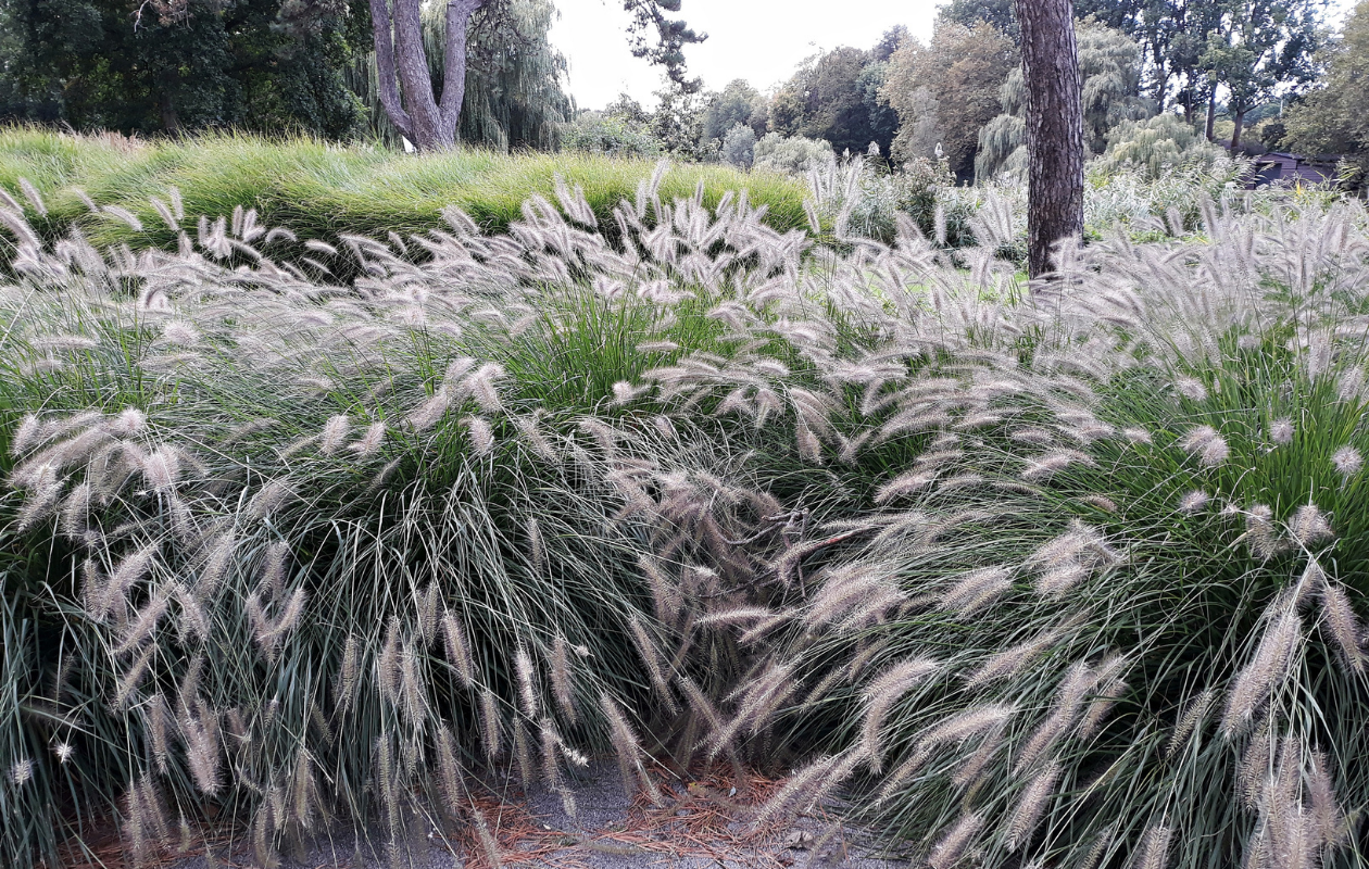 Set van 4 Lampenpoetsersgras planten 