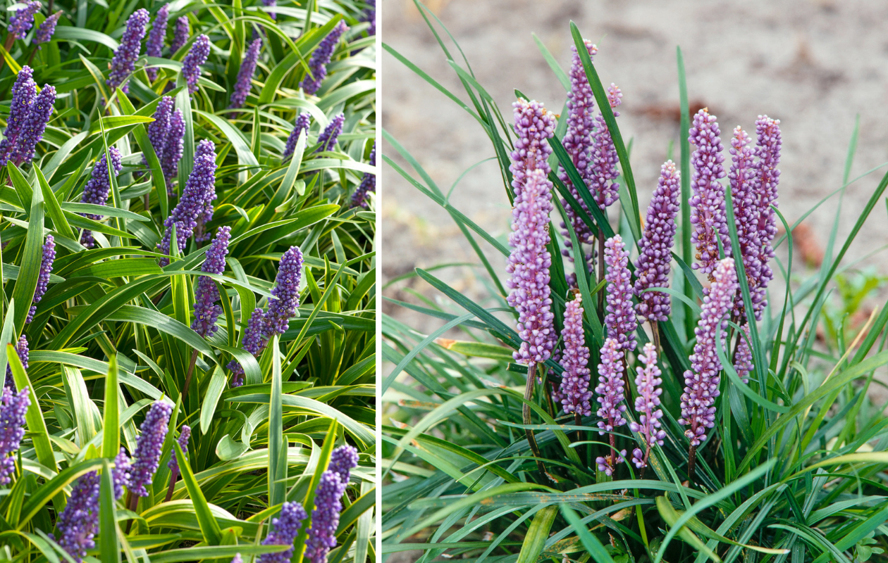 Set van 4 Leliegras planten