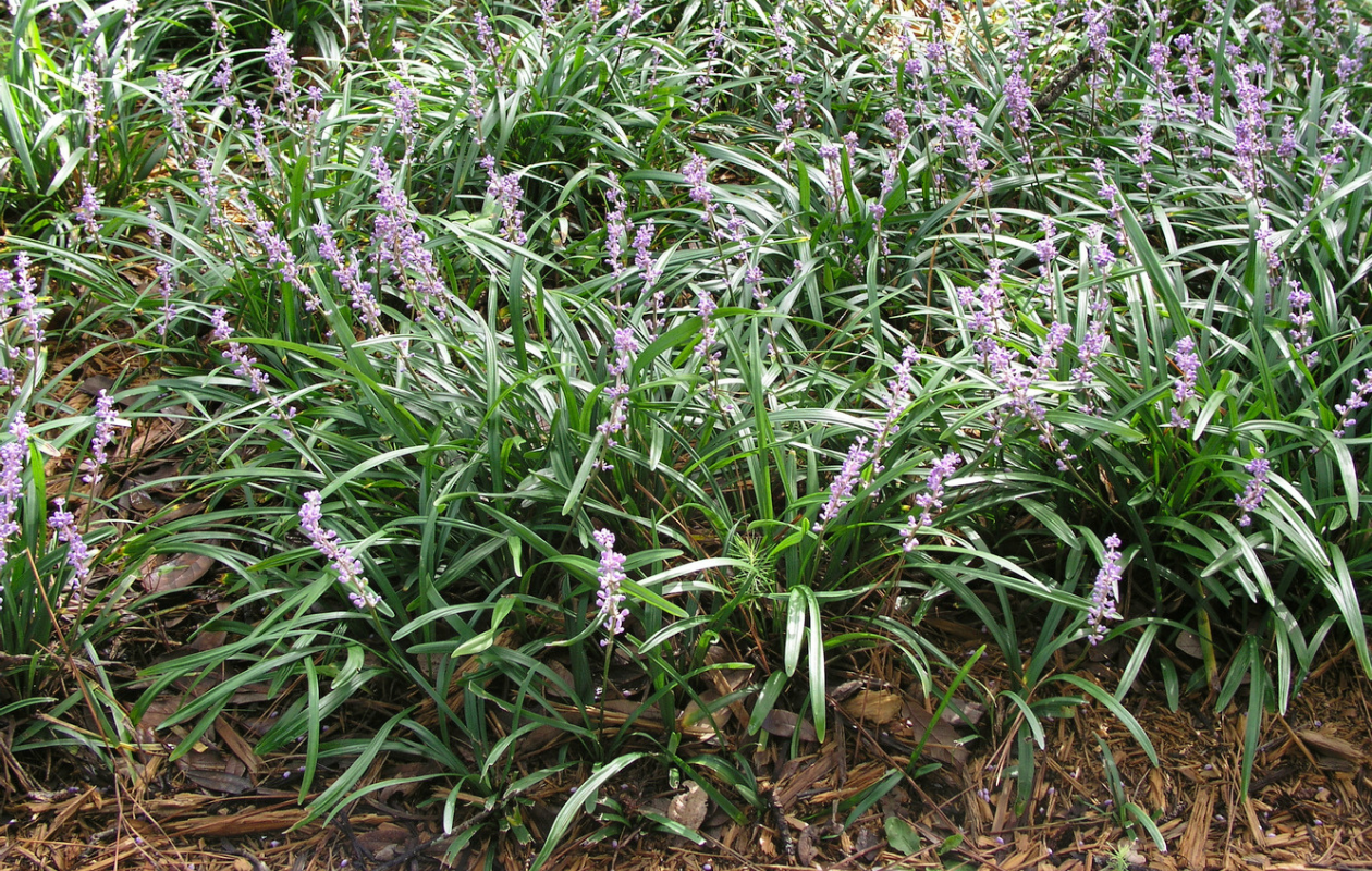 Set van 4 Leliegras planten