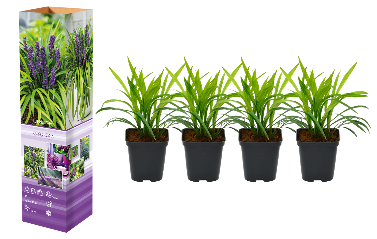 Set van 4 Leliegras planten