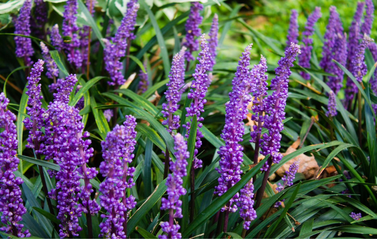 Set van 4 Leliegras planten