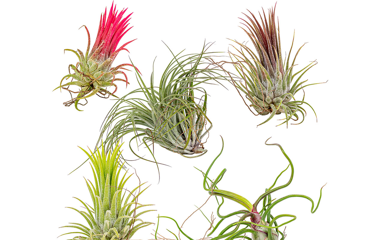 Set van 5 luchtplantjes (5 - 15 cm)