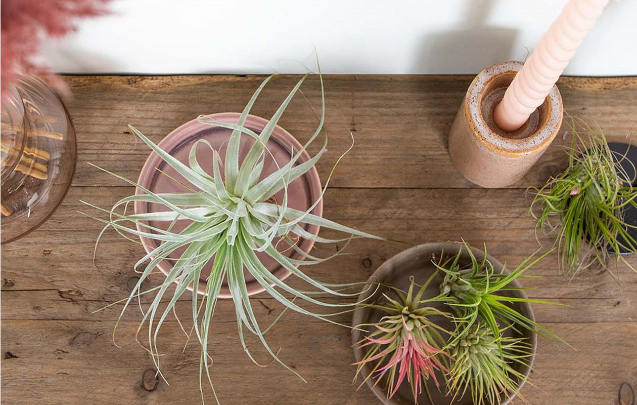 Set van 5 luchtplantjes (5 - 15 cm)