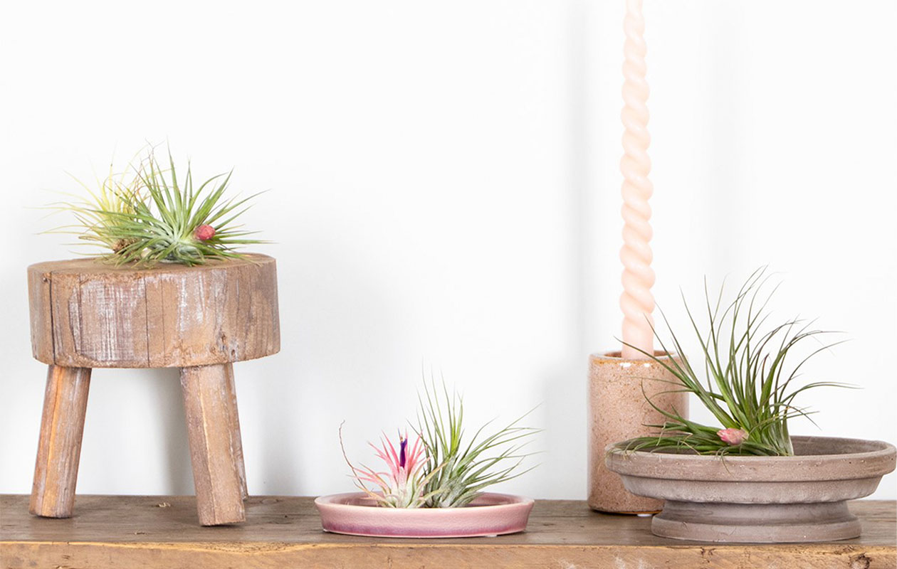 Set van 5 luchtplantjes (5 - 15 cm)