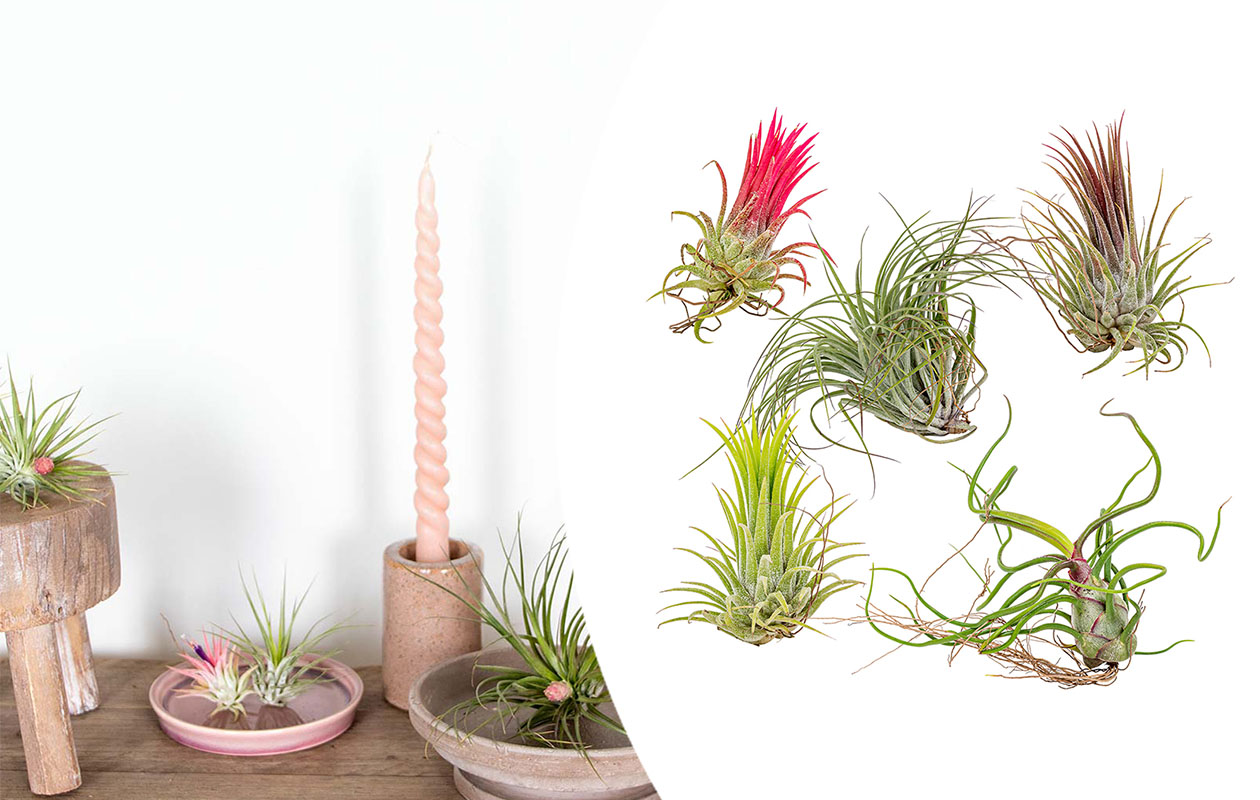 Set van 5 luchtplantjes (5 - 15 cm)