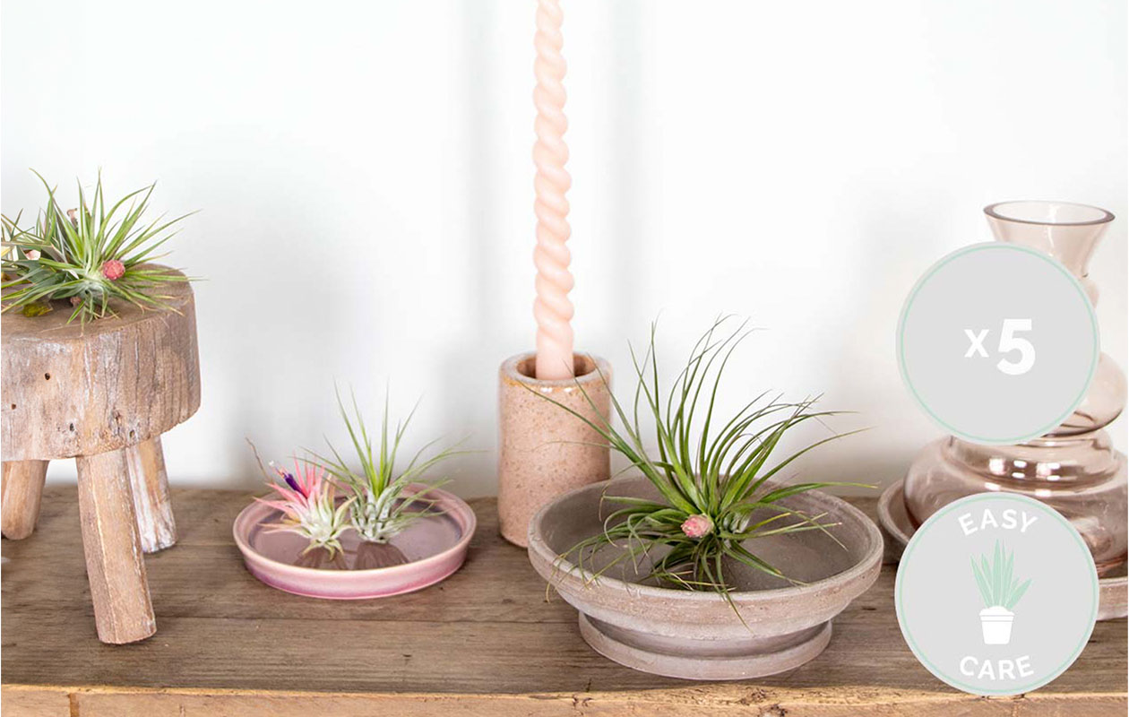 Set van 5 luchtplantjes (5 - 15 cm)