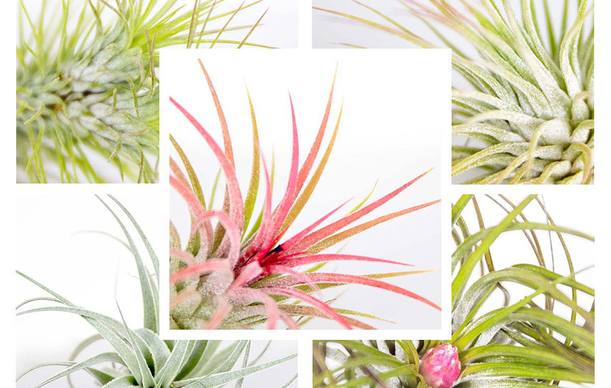 Set van 5 luchtplantjes (5 - 15 cm)