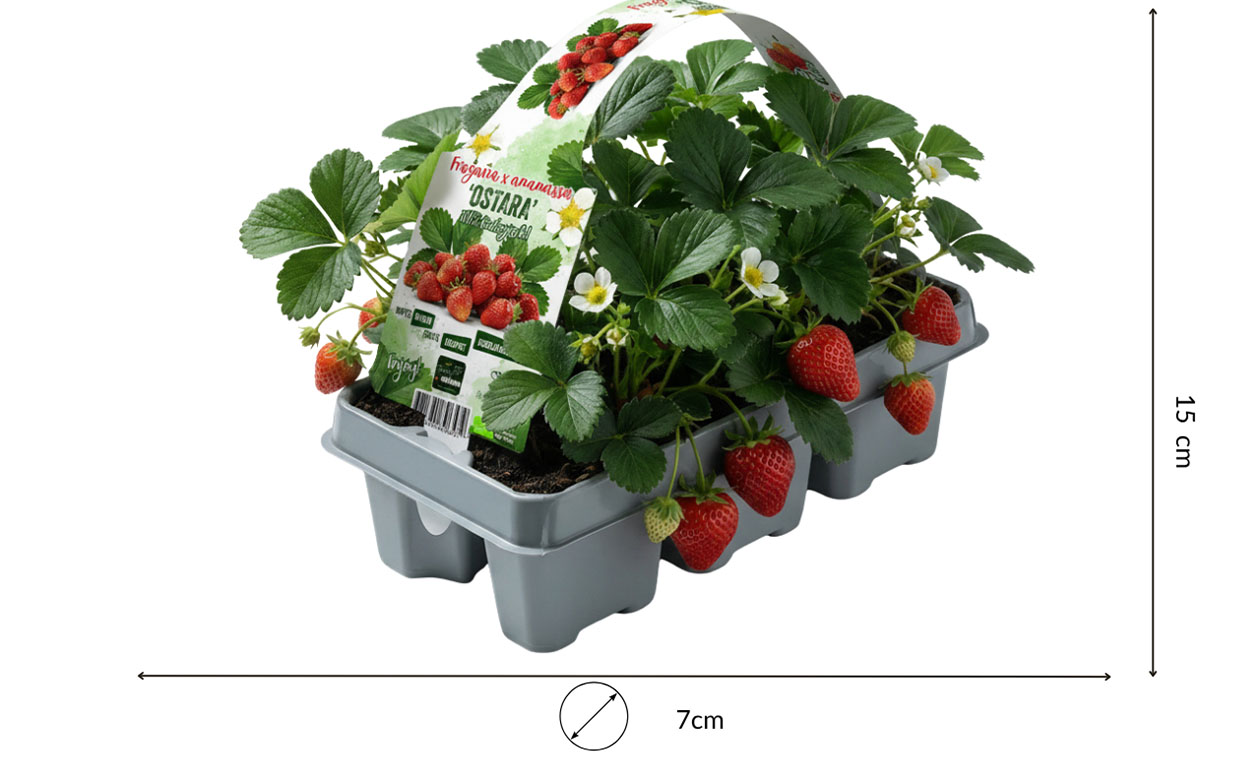 Set van 6 Fragaria Ostara - aardbeienplant