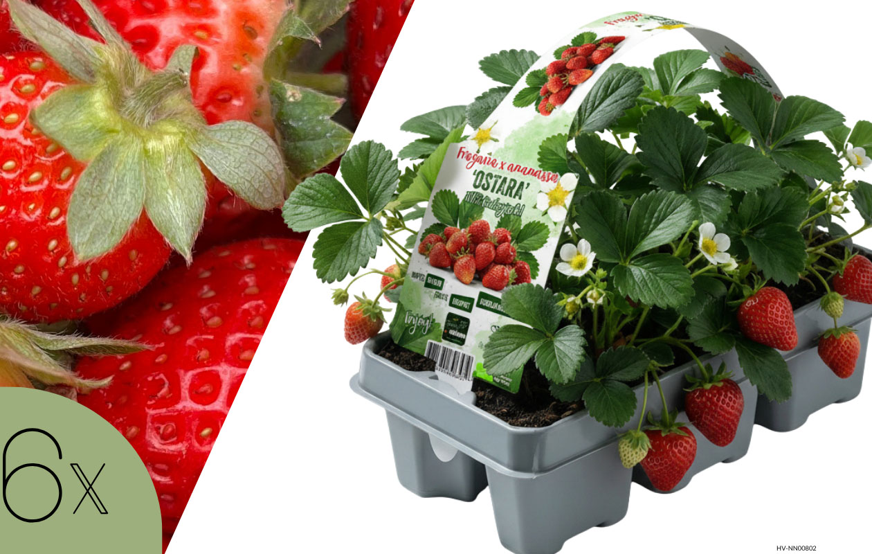 Set van 6 Fragaria Ostara - aardbeienplant