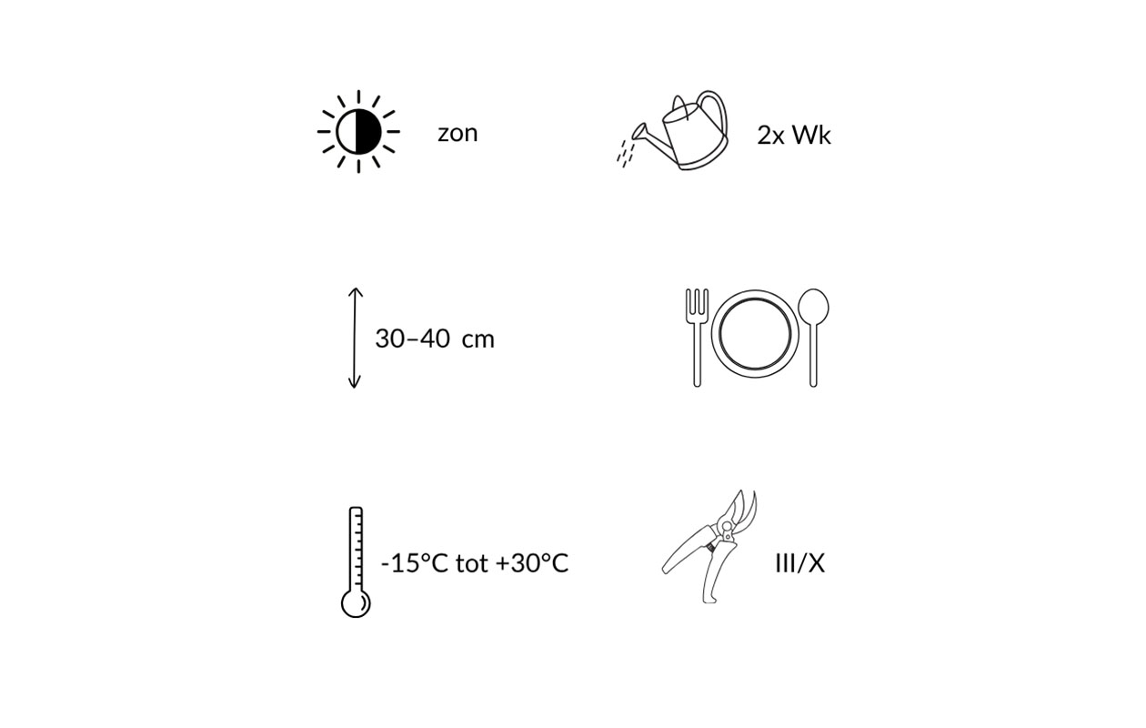Set van 6 Fragaria Ostara - aardbeienplant