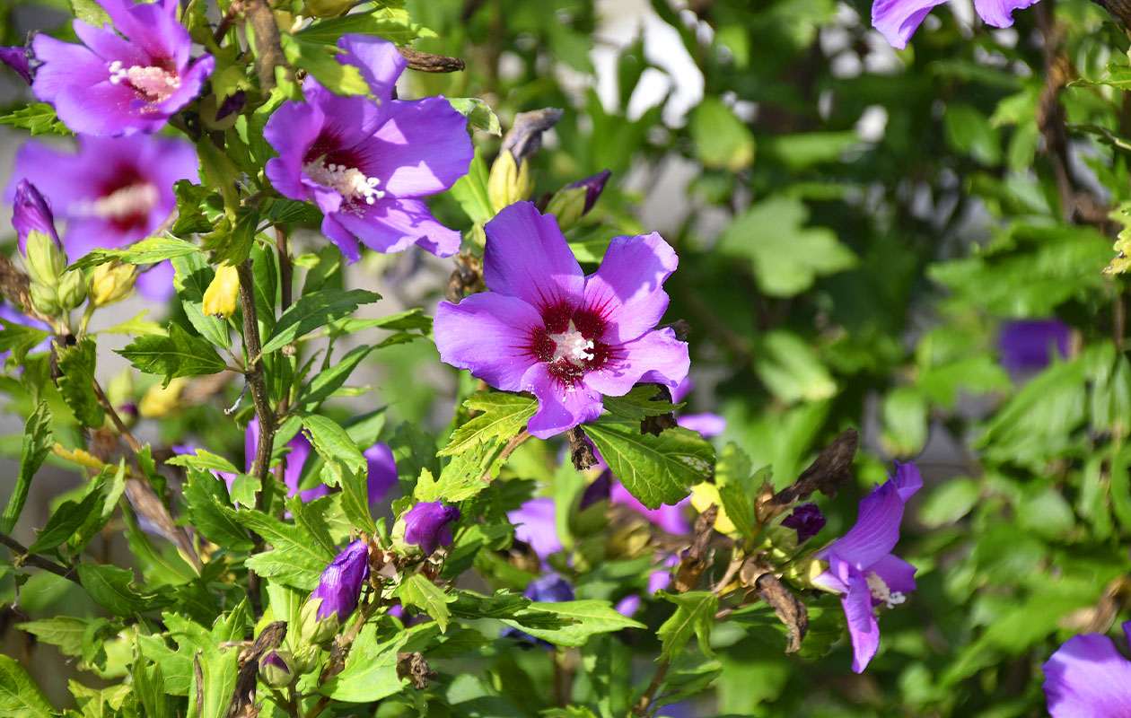 Set van 4 Sierheesters Mix (30 - 38 cm)