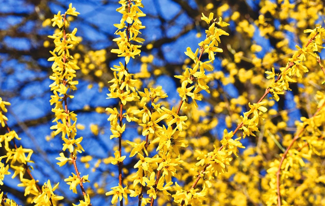 Set van 4 Sierheesters Mix (30 - 38 cm)