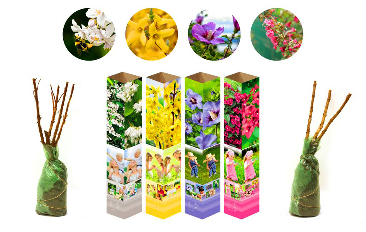 Set van 4 Sierheesters Mix (30 - 38 cm)