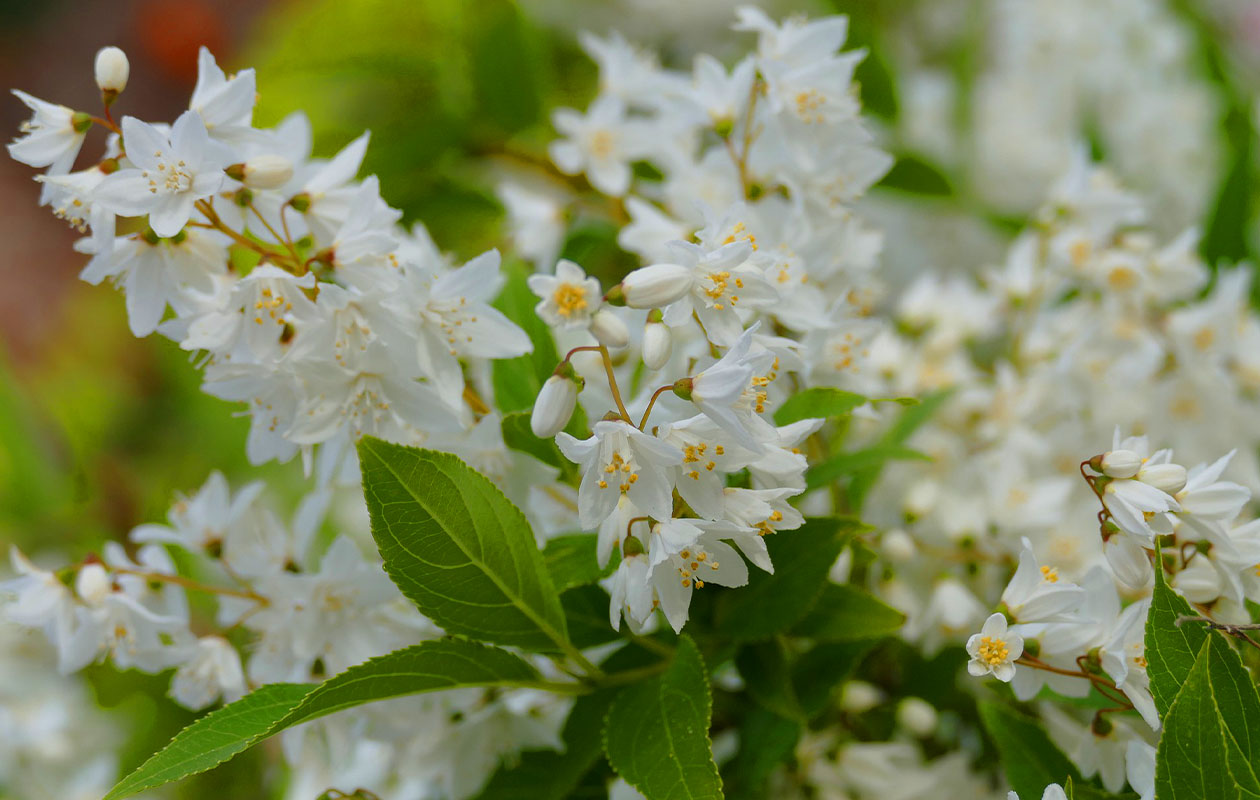 Set van 4 Sierheesters Mix (30 - 38 cm)