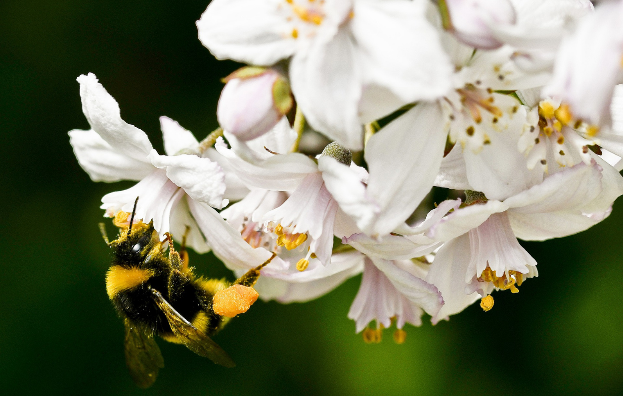 Sierheesters Mix XL – Set van 4 planten