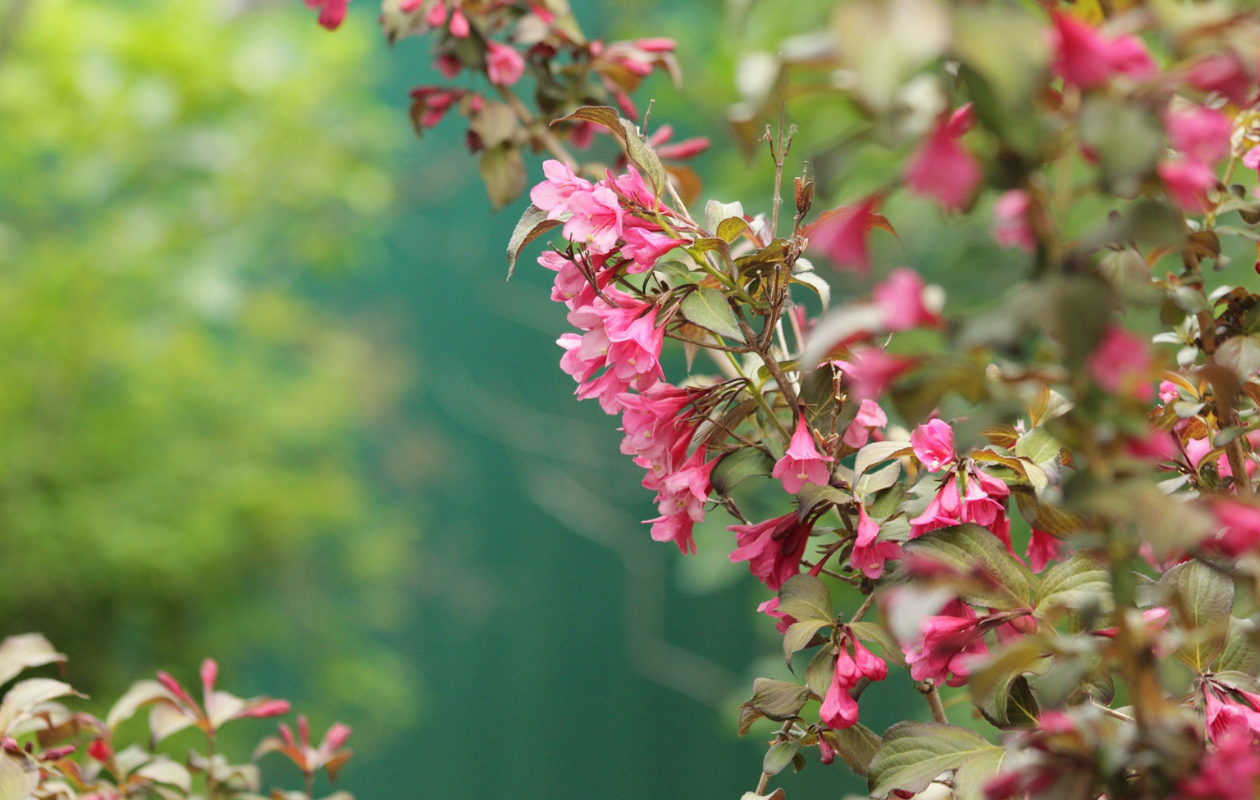 Sierheesters Mix XL – Set van 4 planten