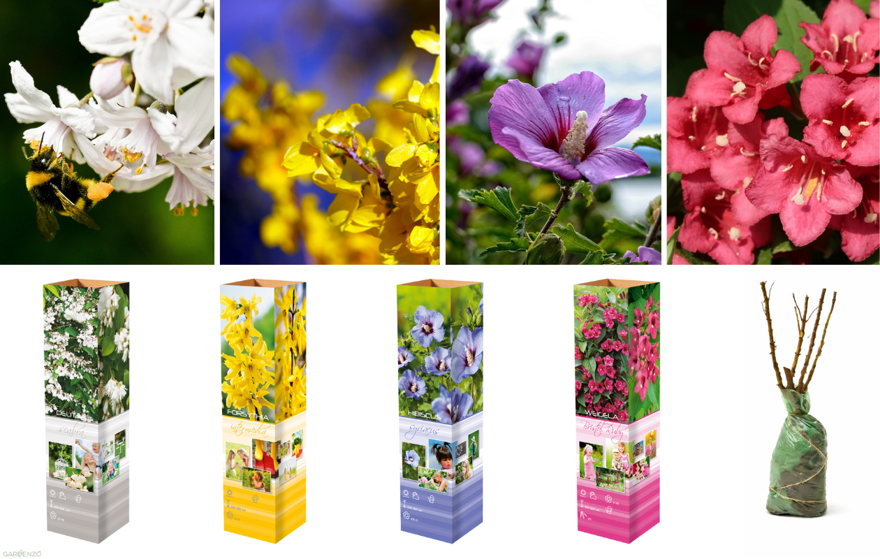 Sierheesters Mix XL – Set van 4 planten