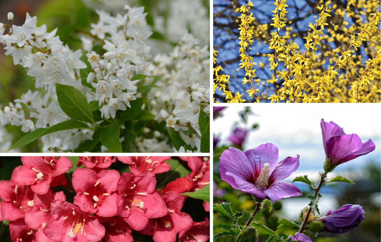 Sierheesters Mix XL – Set van 4 planten