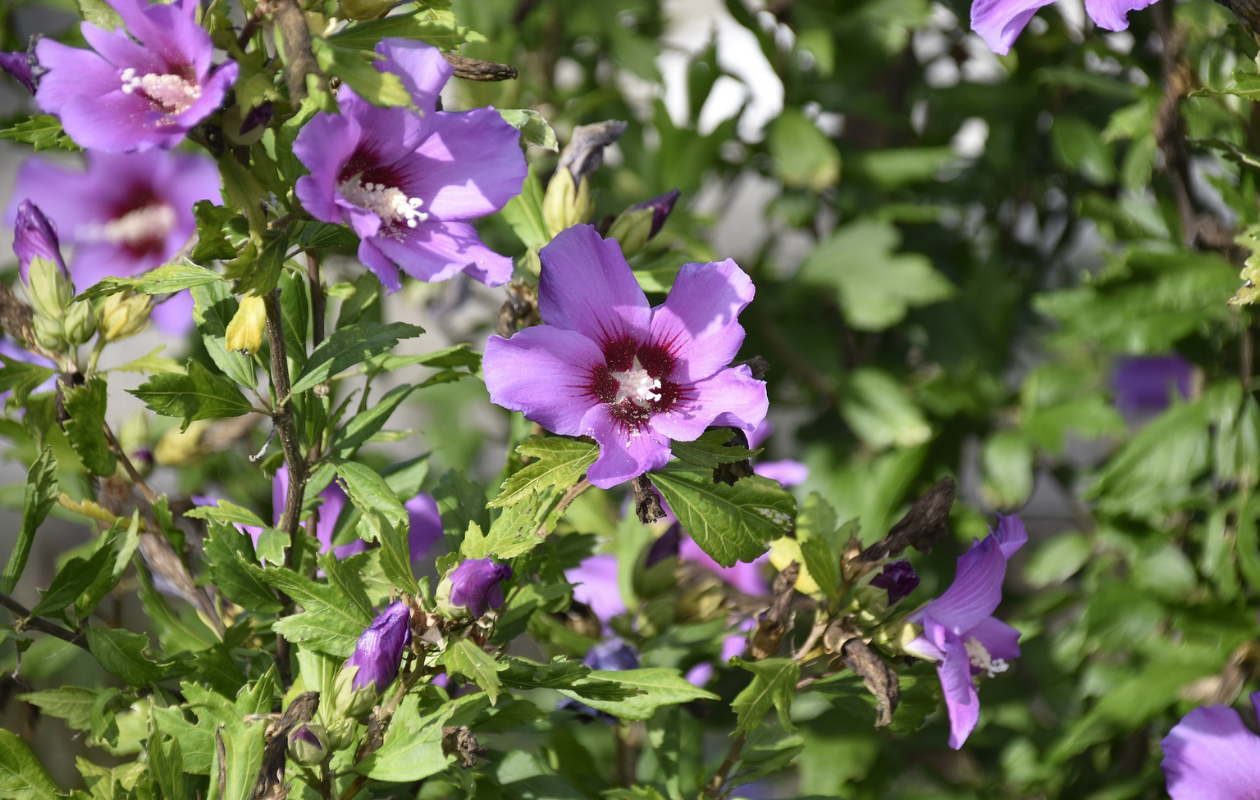 Sierheesters Mix XL – Set van 4 planten