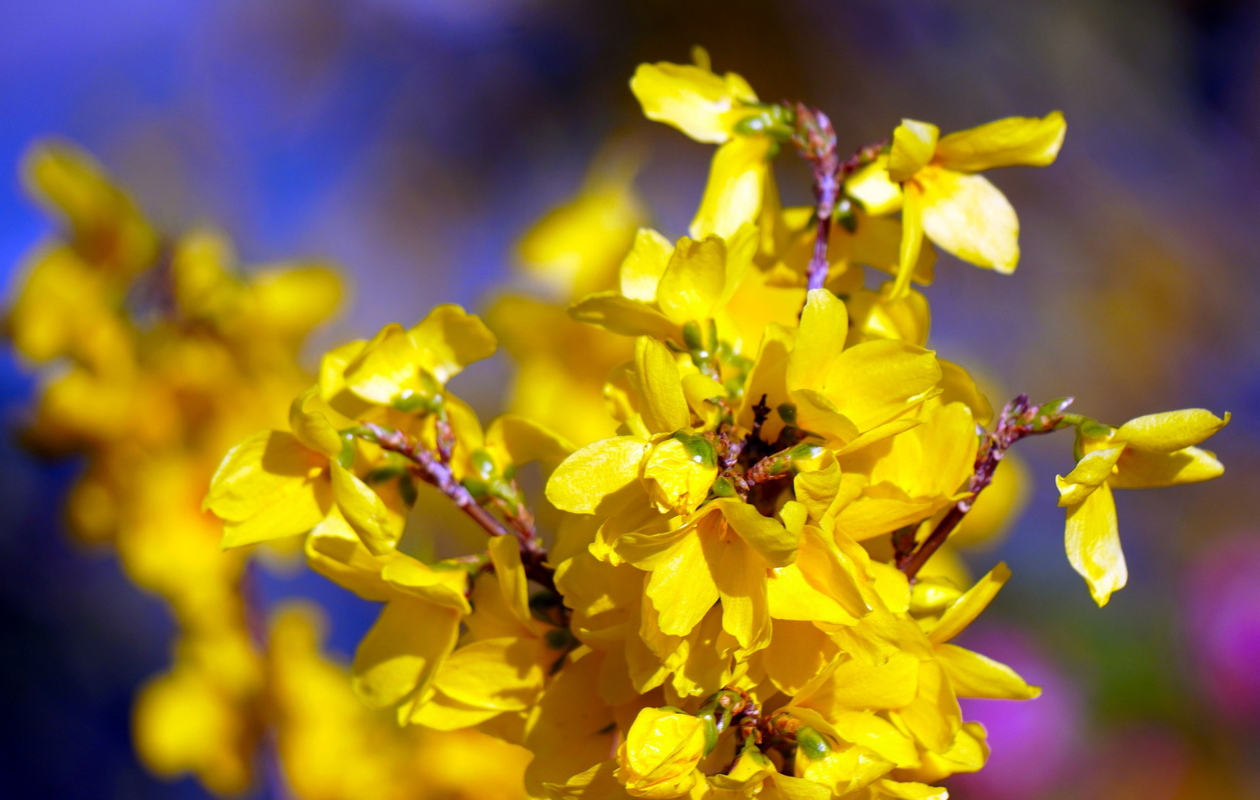 Sierheesters Mix XL – Set van 4 planten