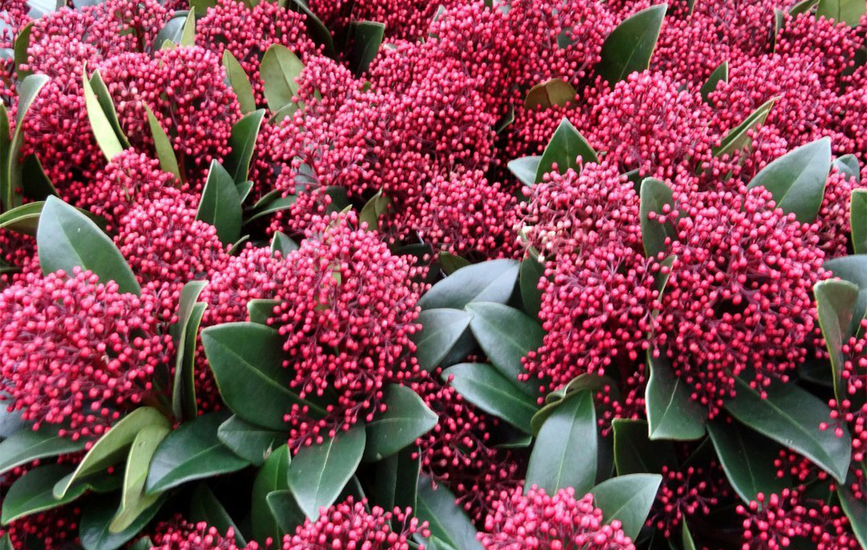Set van 3 Skimmia 'Rubella'