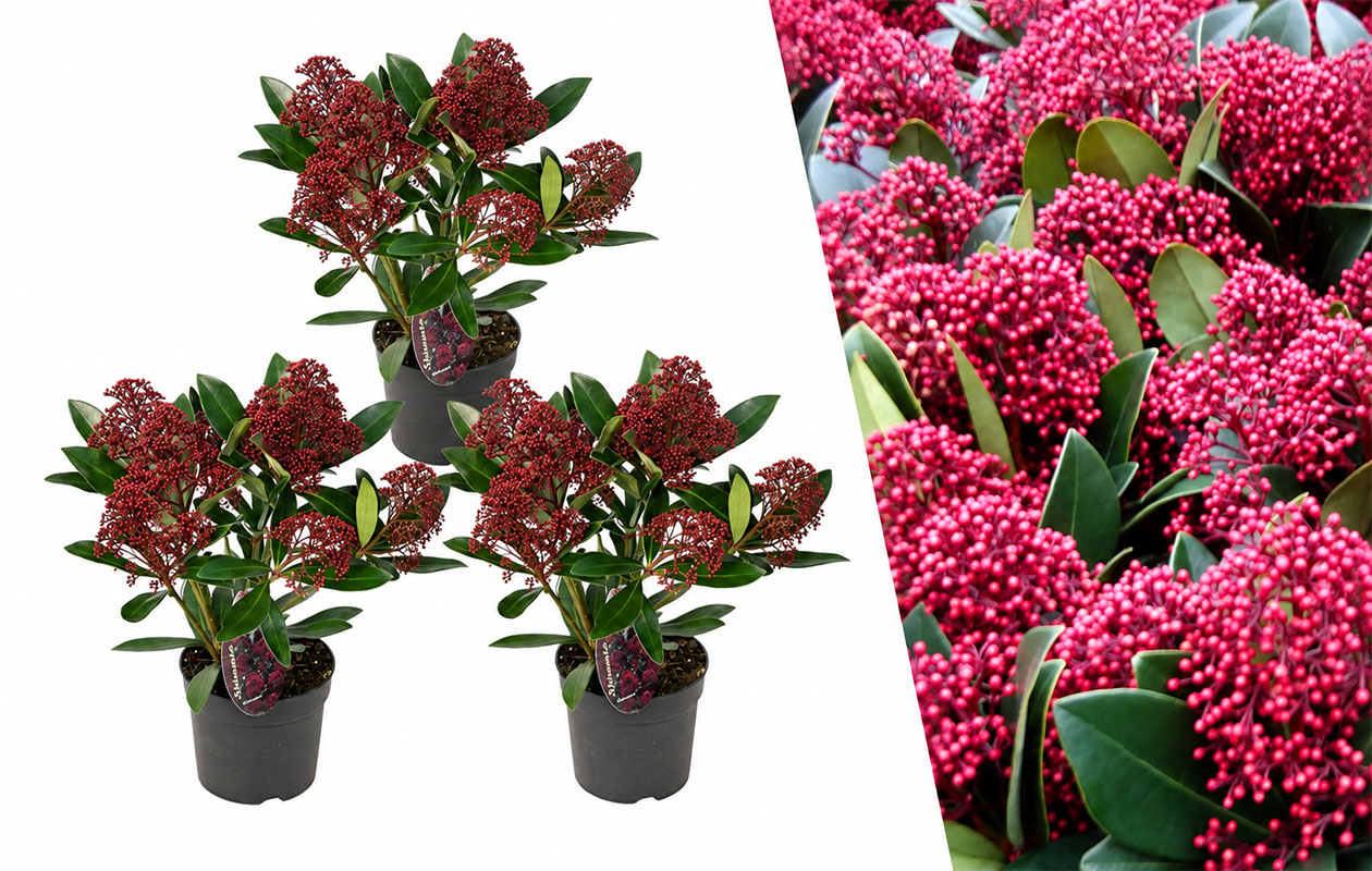 Set van 3 Skimmia 'Rubella'