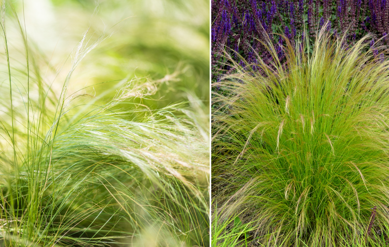 Stipa 'Ponytails' Vedergras - set van 3