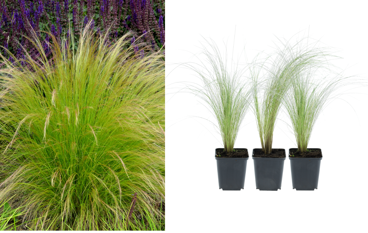 Stipa 'Ponytails' Vedergras - set van 3