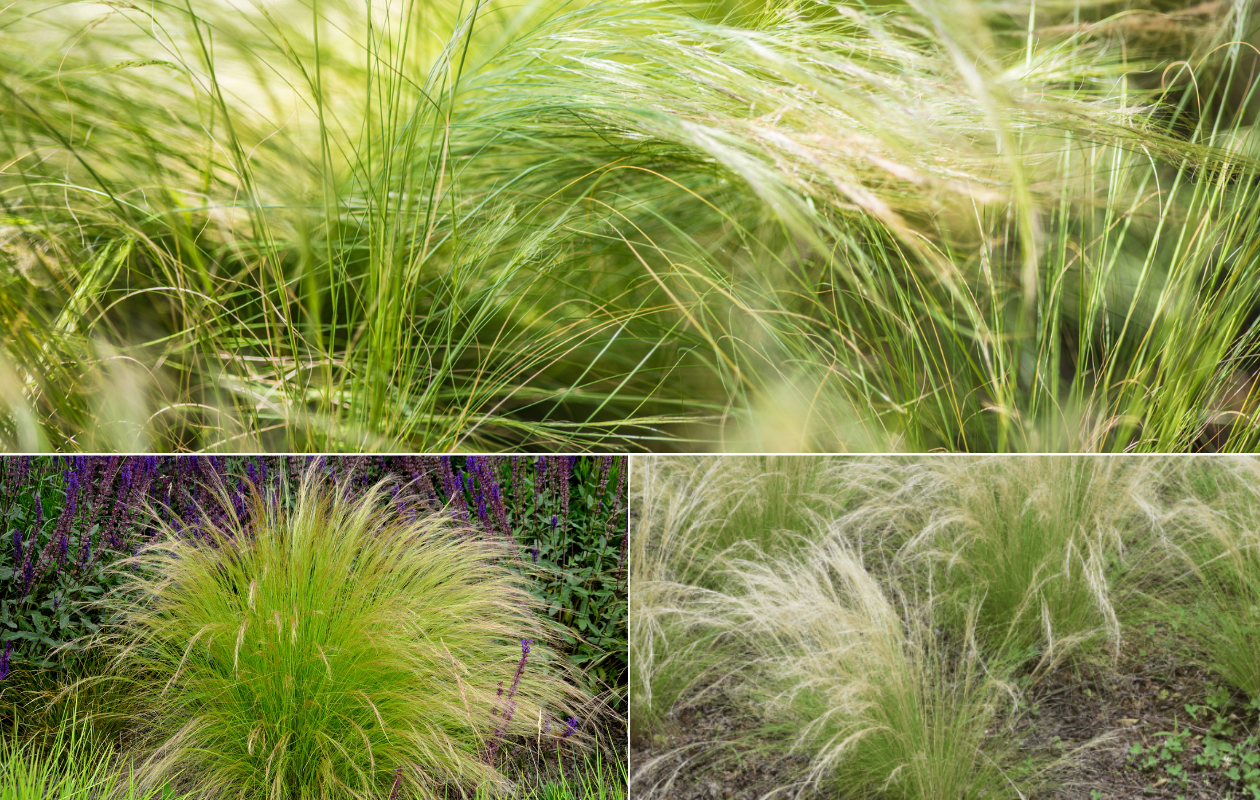 Stipa 'Ponytails' Vedergras - set van 3
