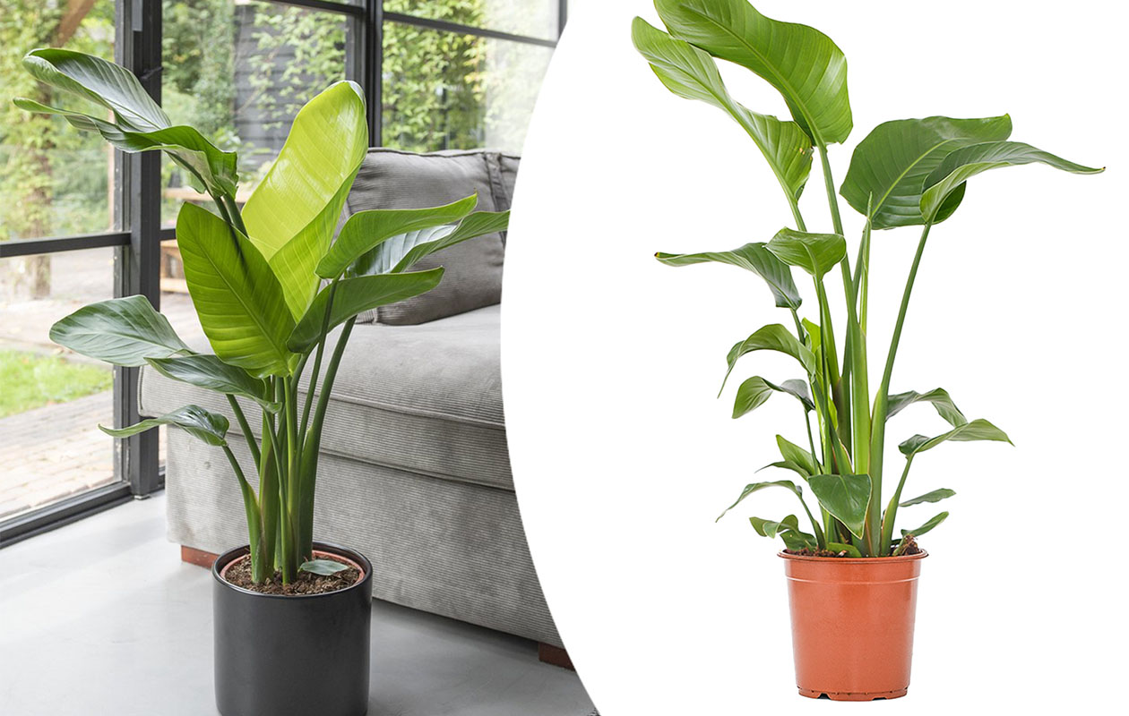 Strelitzia Nicolai - Paradijsvogelplant (90-110 cm)