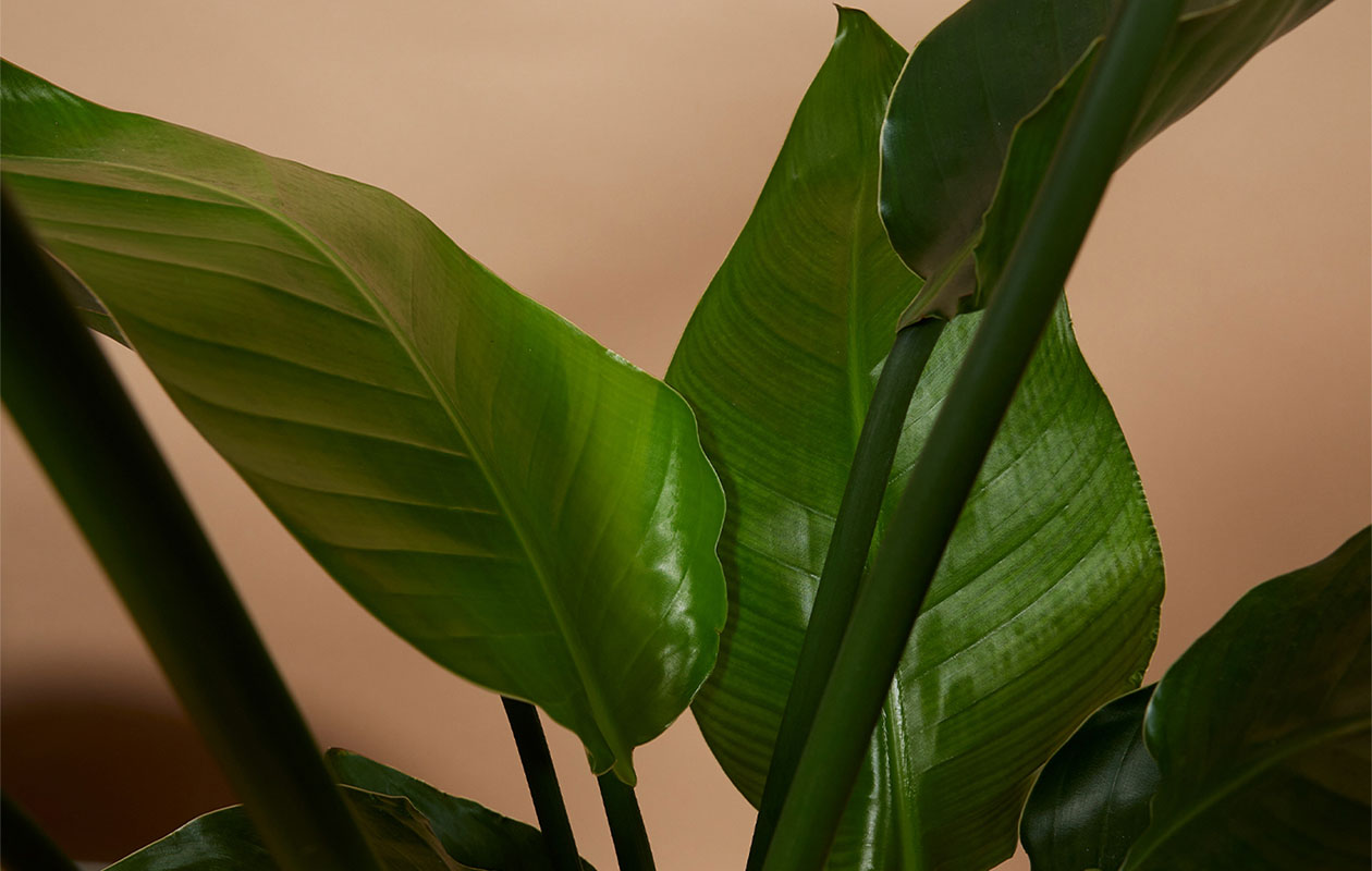 Strelitzia Nicolai - Paradijsvogelplant (90-110 cm)