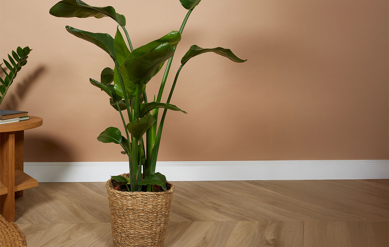 Strelitzia Nicolai - Paradijsvogelplant (90-110 cm)