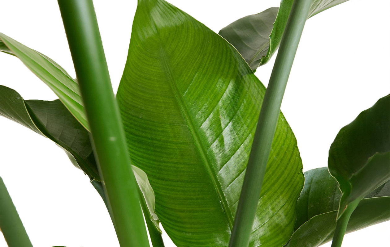 Strelitzia Nicolai - Paradijsvogelplant (90-110 cm)